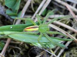 Image of Micrommata virescens (Clerck 1757)