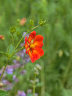 Image of Geum coccineum Sibth. & Sm.