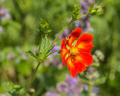 Image of Geum coccineum Sibth. & Sm.