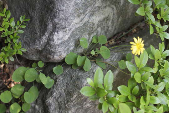 Image of creeping lettuce