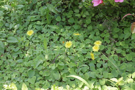 Image of creeping lettuce