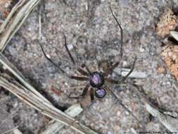 Image of Philodromus aureolus (Clerck 1757)