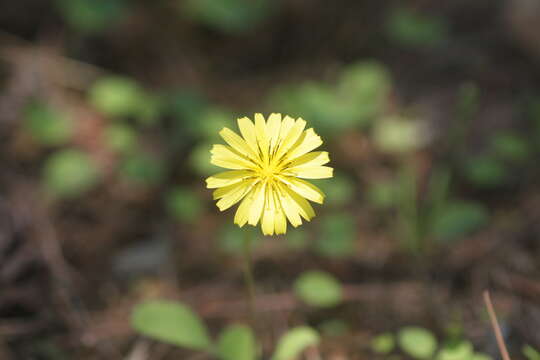 Image of creeping lettuce