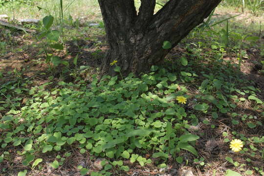 Image of creeping lettuce