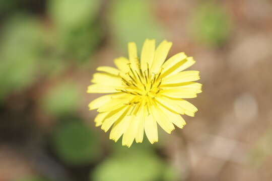 Image of creeping lettuce