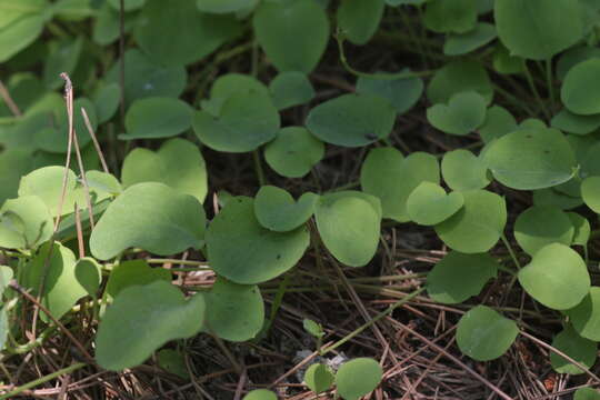 Image of creeping lettuce