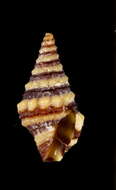 Image of Pilsbryspira albocincta (C. B. Adams 1845)