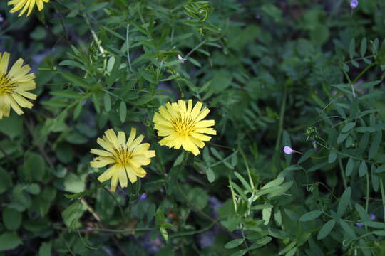 Image of creeping lettuce