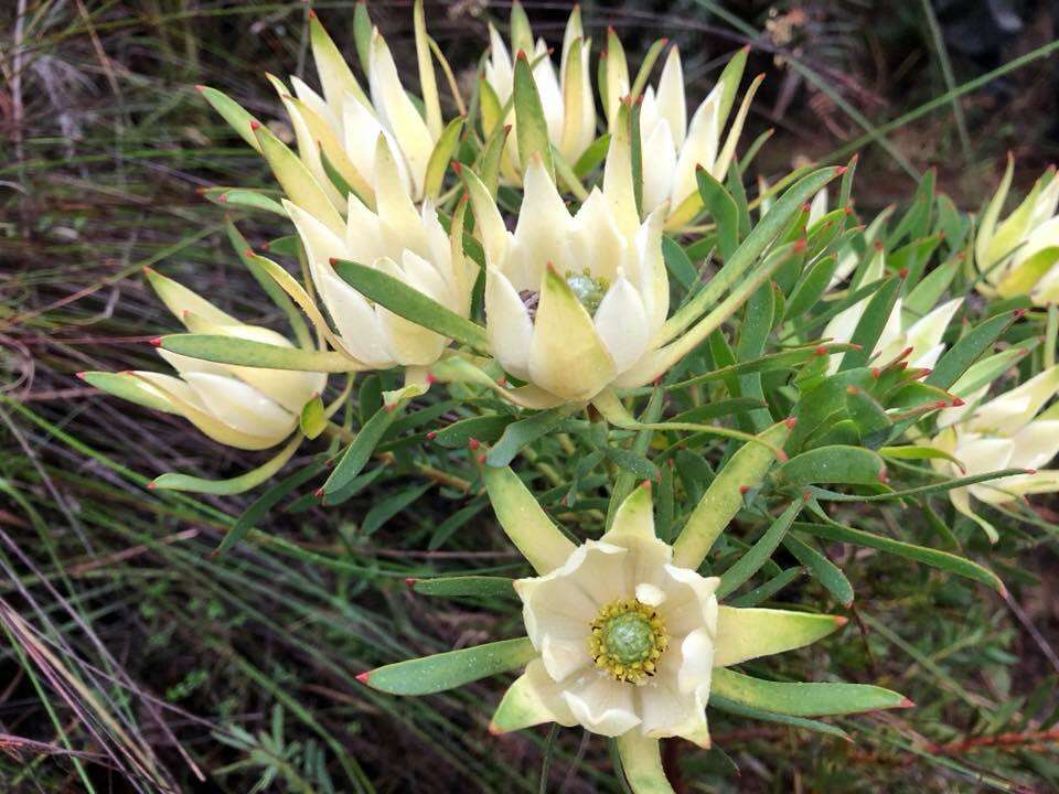 Image of Common Sunshine Conebush