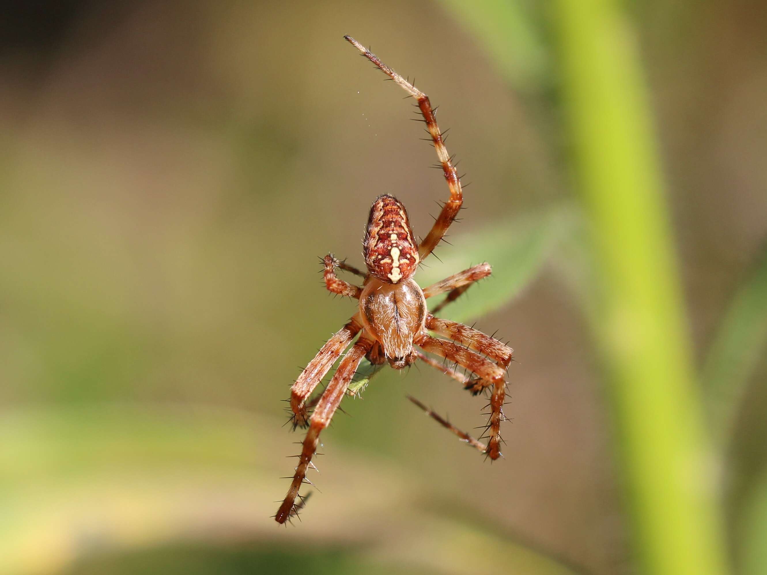 Image of Garden spider