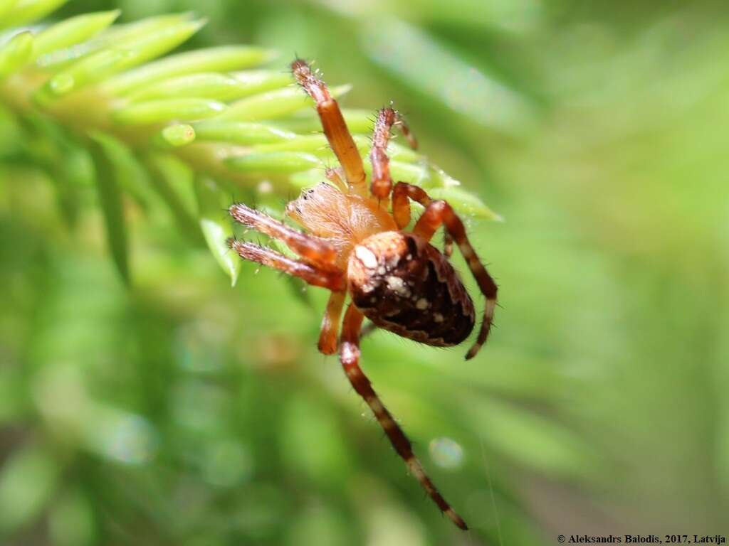 Image of Garden spider