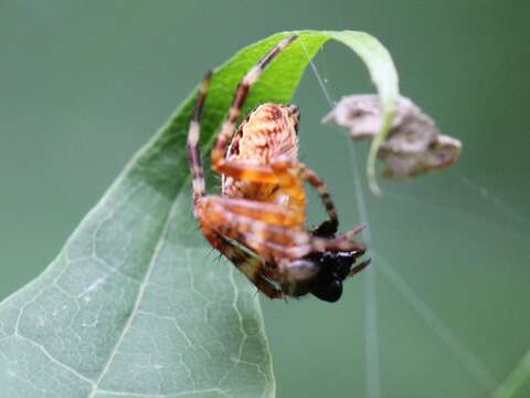 Image of Garden spider