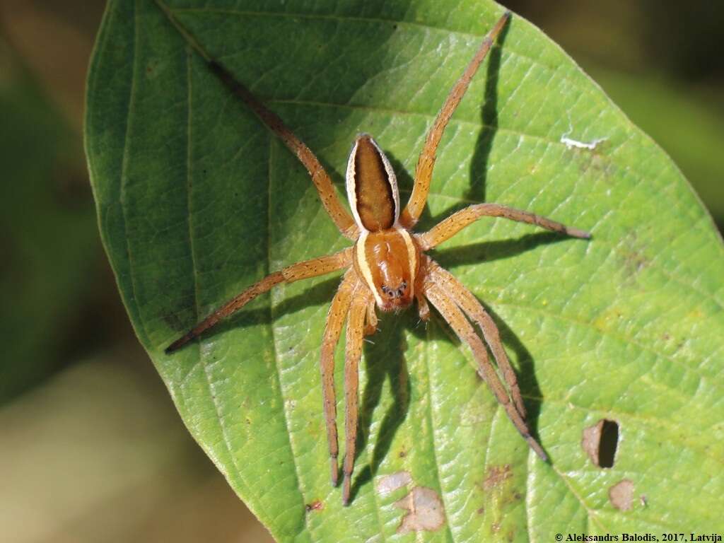 Image of Raft spider