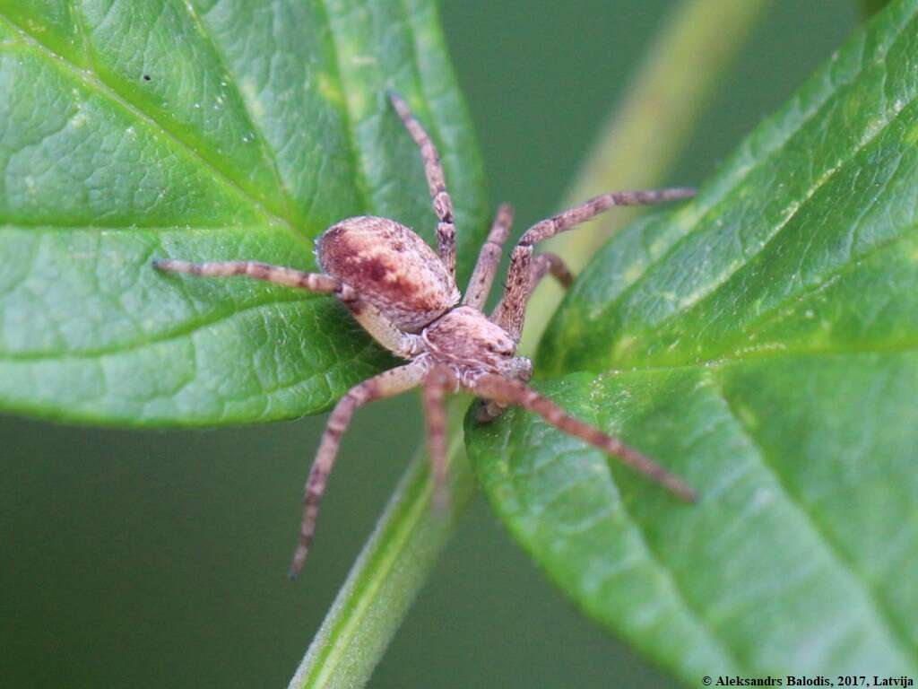 Image of Philodromus aureolus (Clerck 1757)