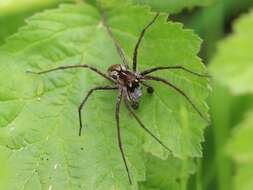 Image of Nursery-web spider