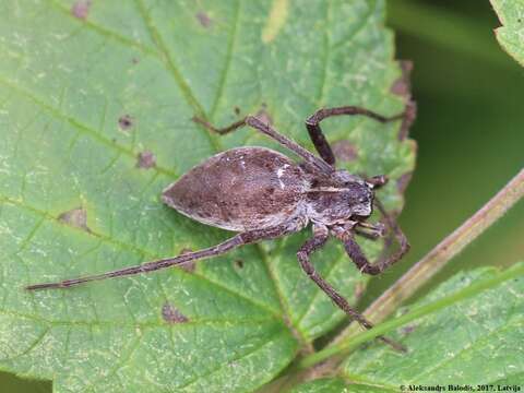 Image of Nursery-web spider