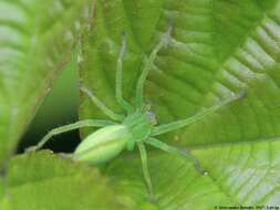 Image of Micrommata virescens (Clerck 1757)