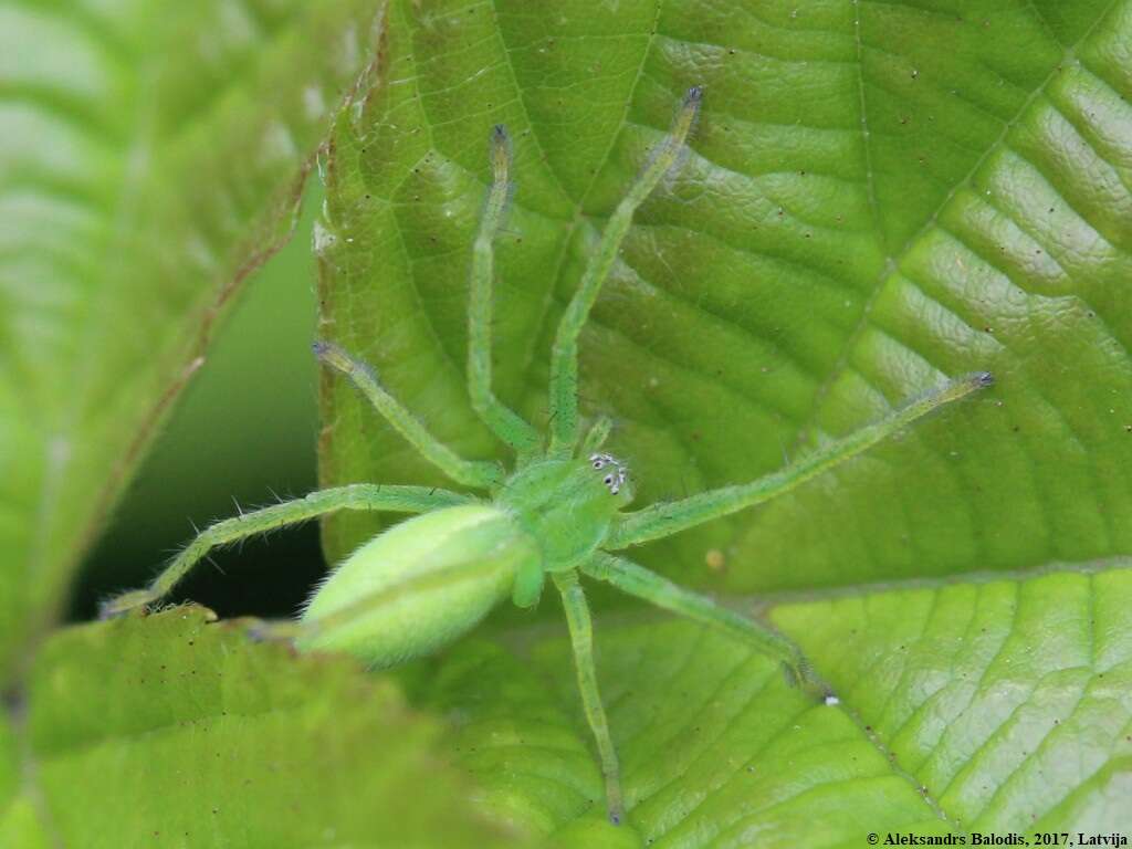 Image of Micrommata virescens (Clerck 1757)