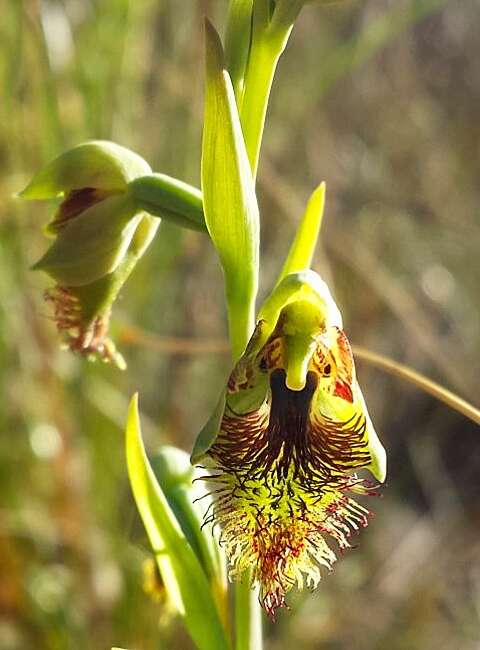 Image of Mountain beard orchid