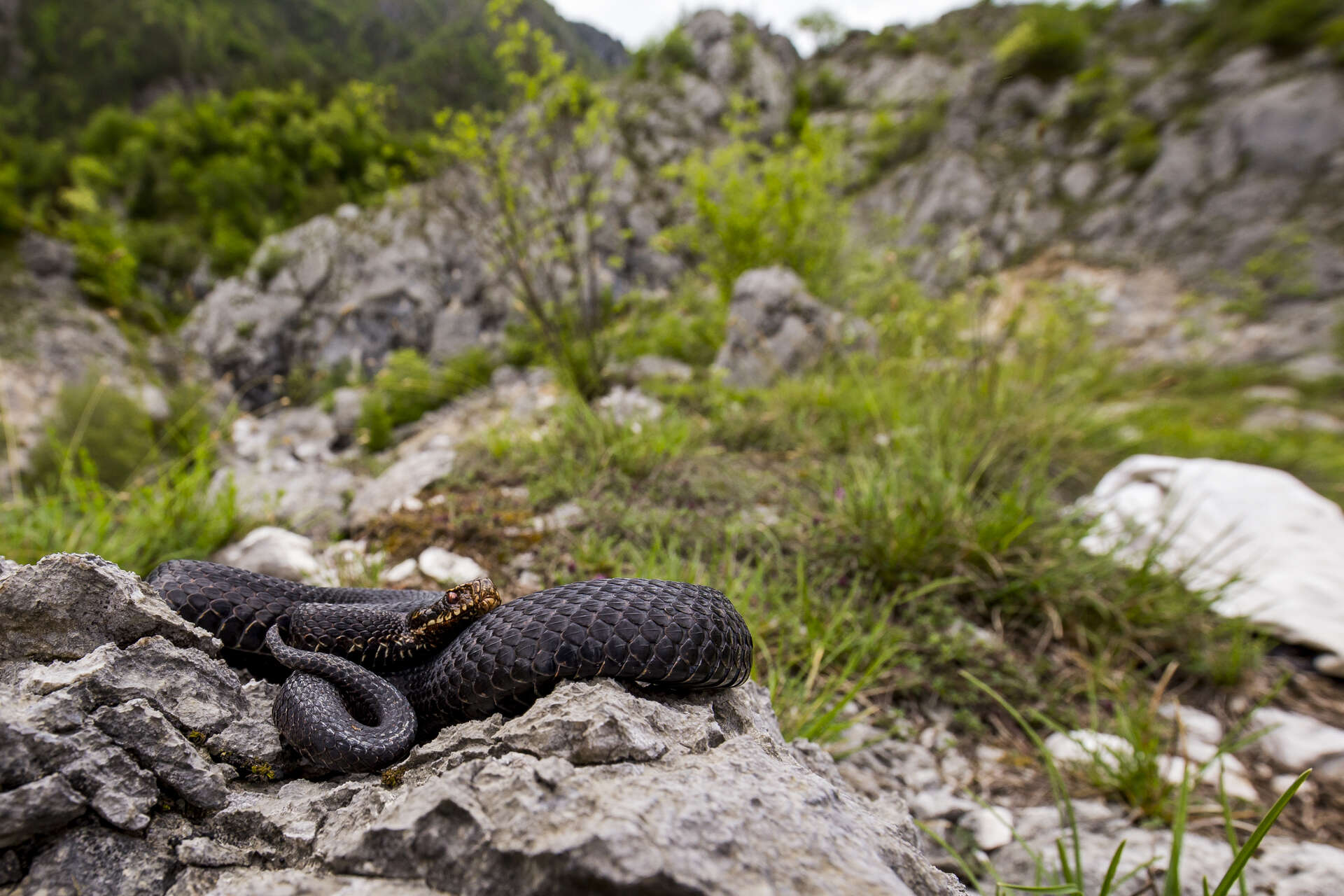 Image of Adder