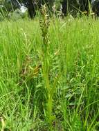 Dactylorhiza incarnata (L.) Soó resmi