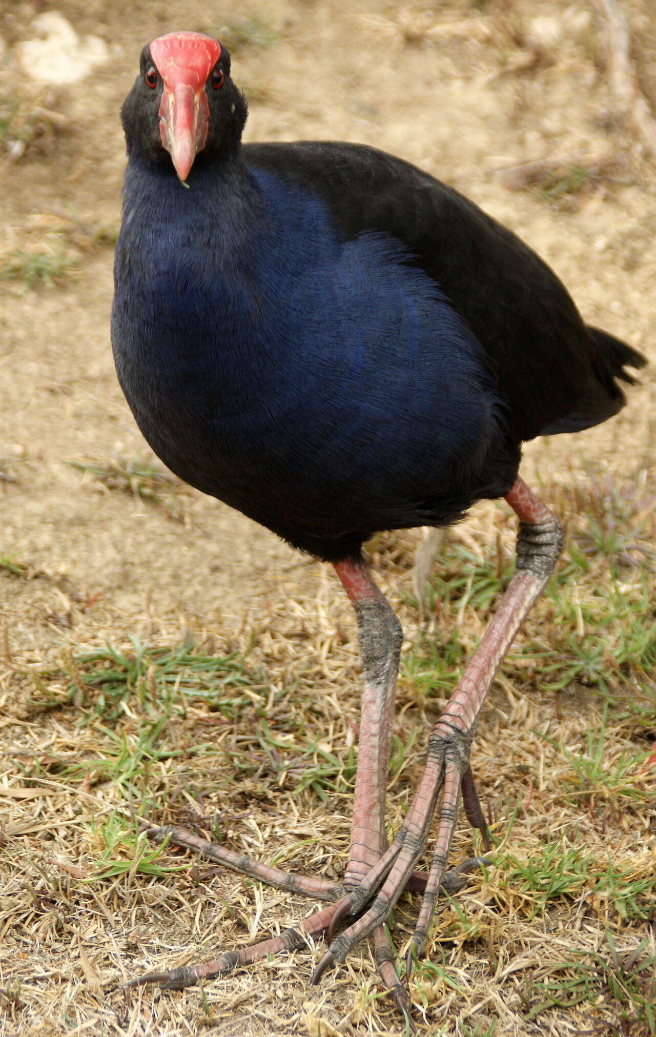 Image of Australasian Swamphen