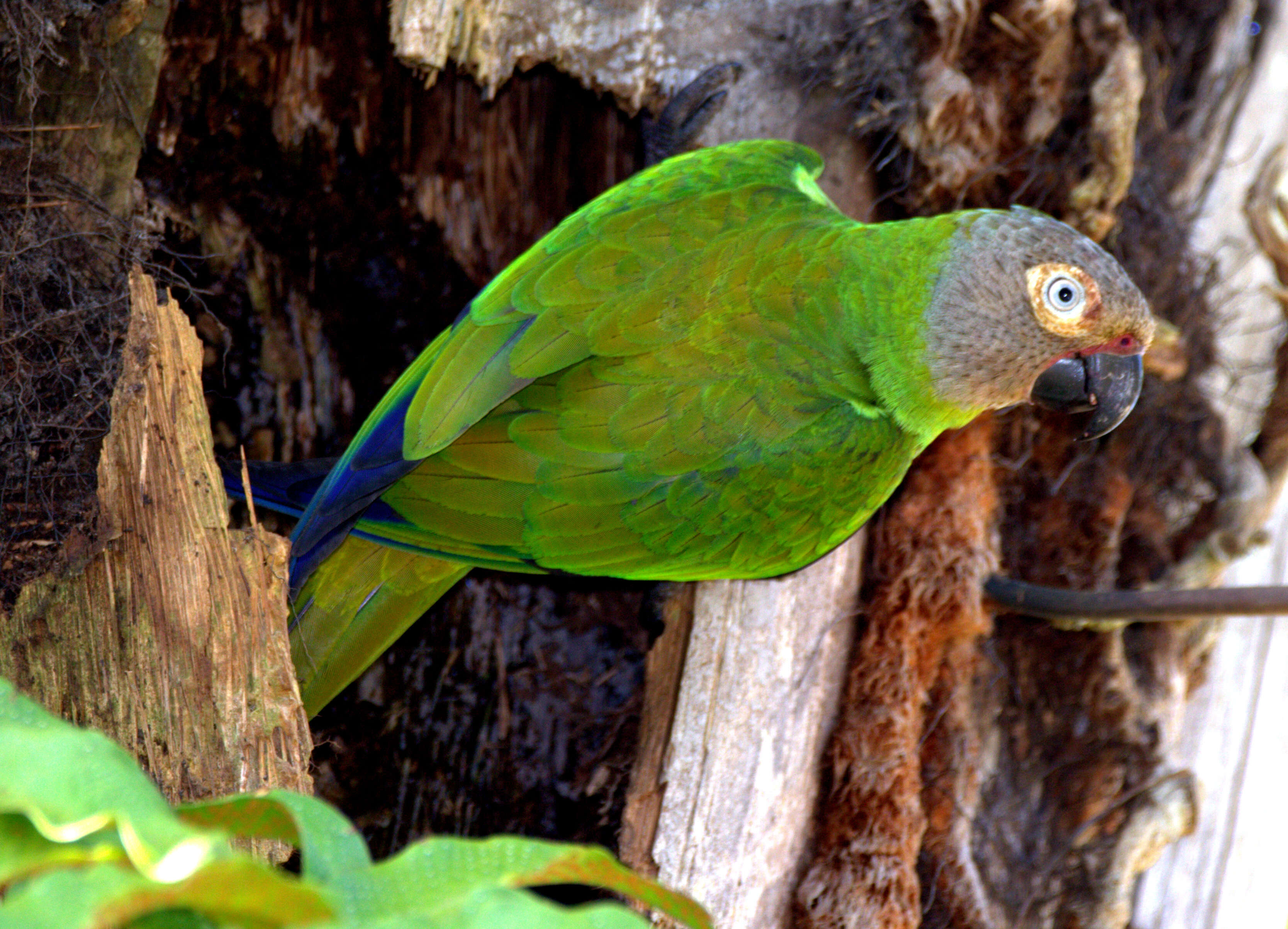 Image of Dusky-headed Parakeet