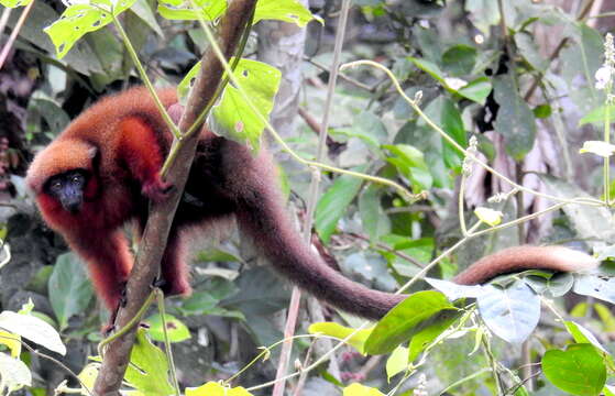 Image of Coppery Titi Monkey