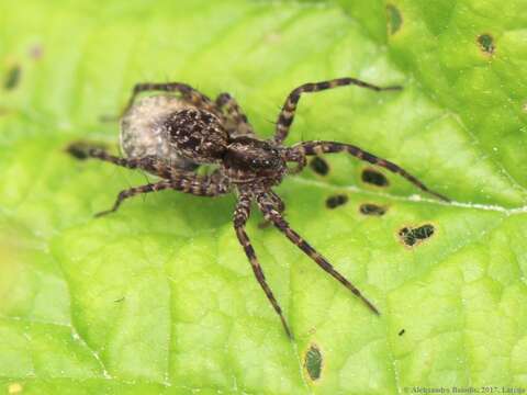 Image of Wolf spider