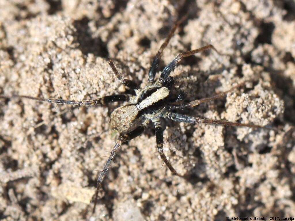 Image of Pardosa lugubris (Walckenaer 1802)