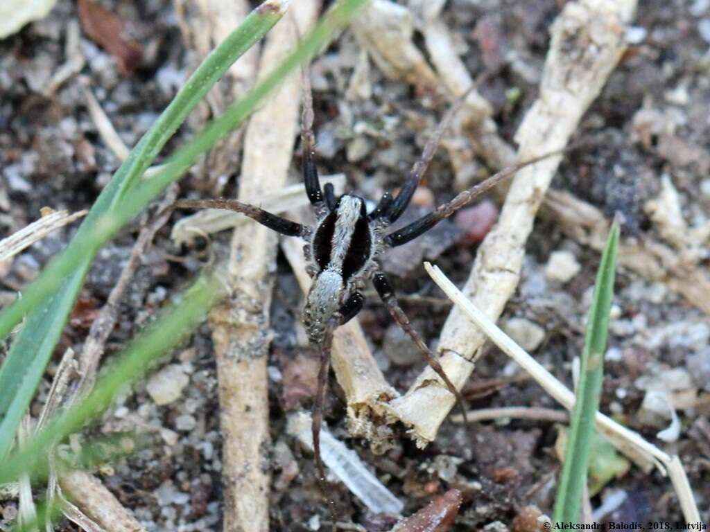 Image of Pardosa lugubris (Walckenaer 1802)