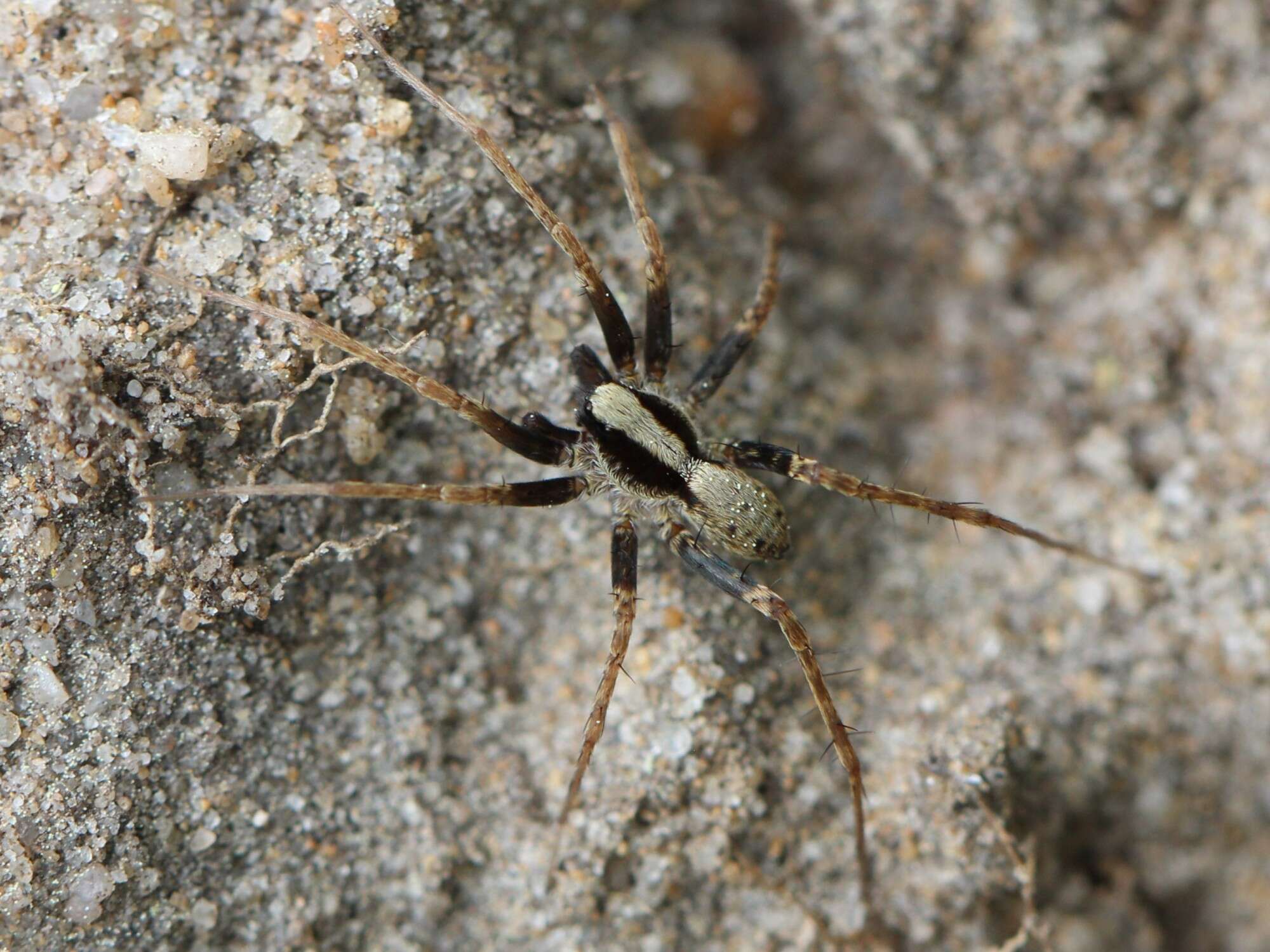 Image of Pardosa lugubris (Walckenaer 1802)