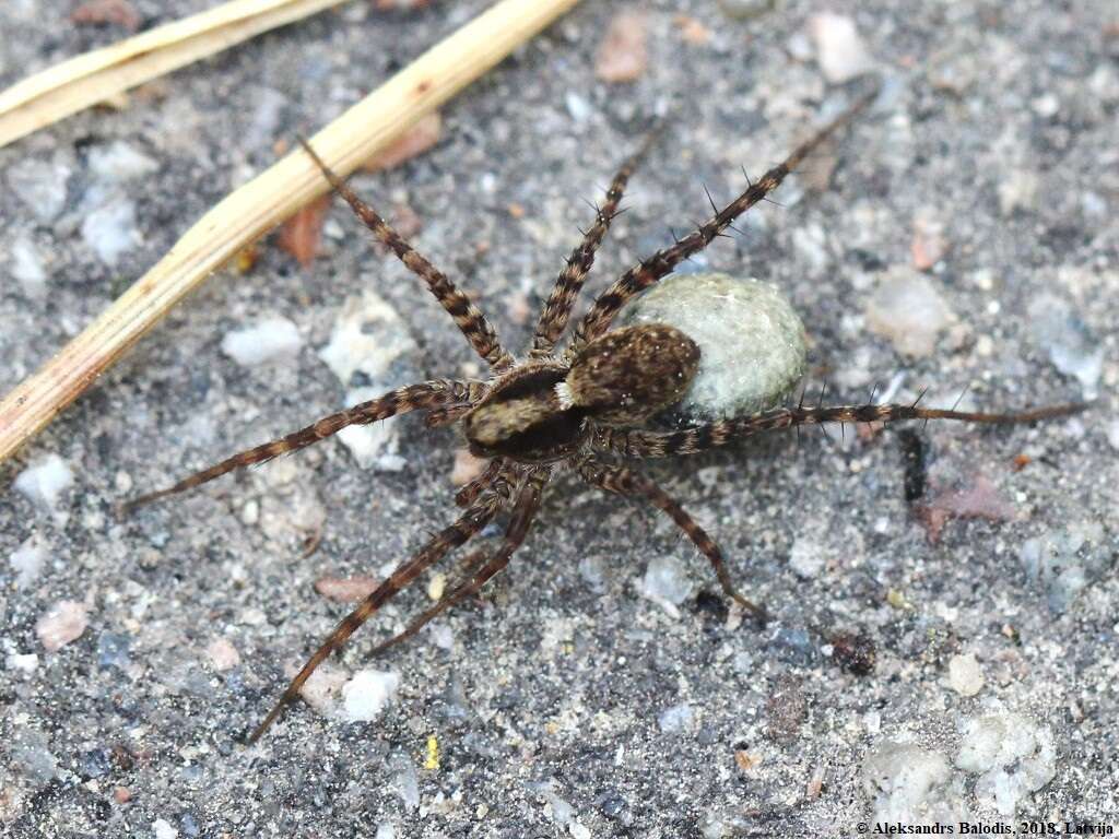 Image of Pardosa lugubris (Walckenaer 1802)