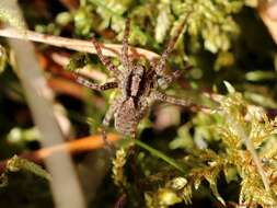 Image of Burnt wolf spider