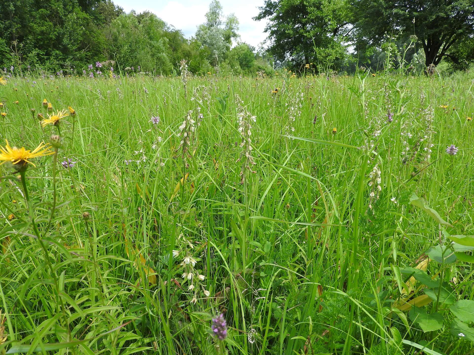 Imagem de Epipactis palustris (L.) Crantz