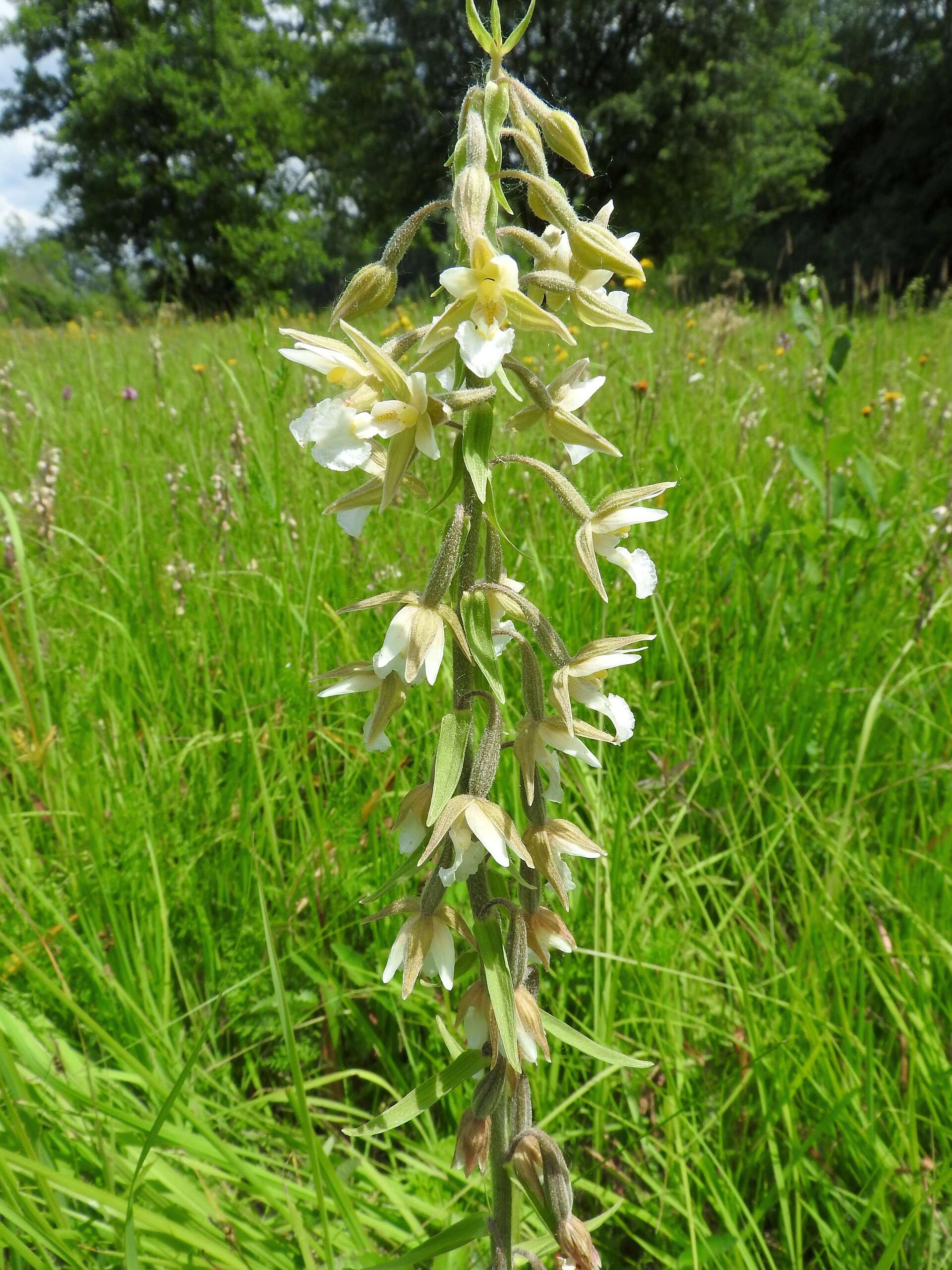 Imagem de Epipactis palustris (L.) Crantz