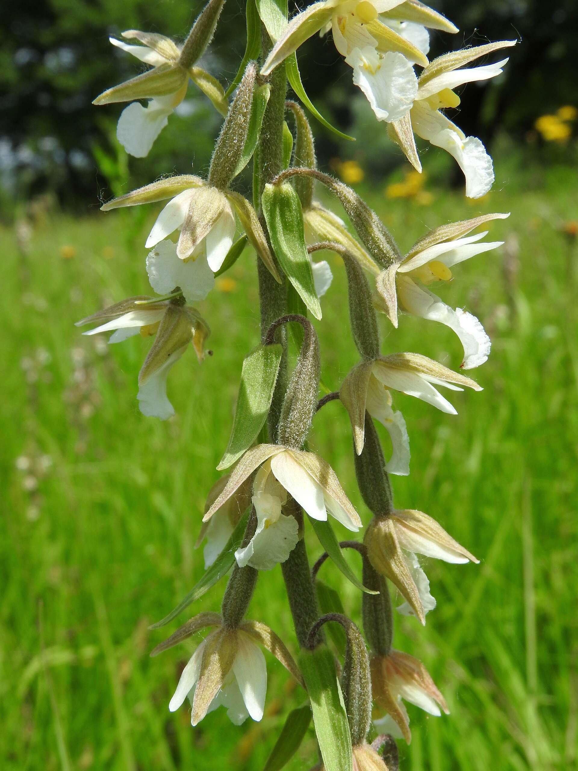 Imagem de Epipactis palustris (L.) Crantz