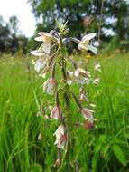 Imagem de Epipactis palustris (L.) Crantz