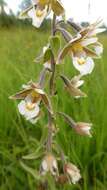 Imagem de Epipactis palustris (L.) Crantz