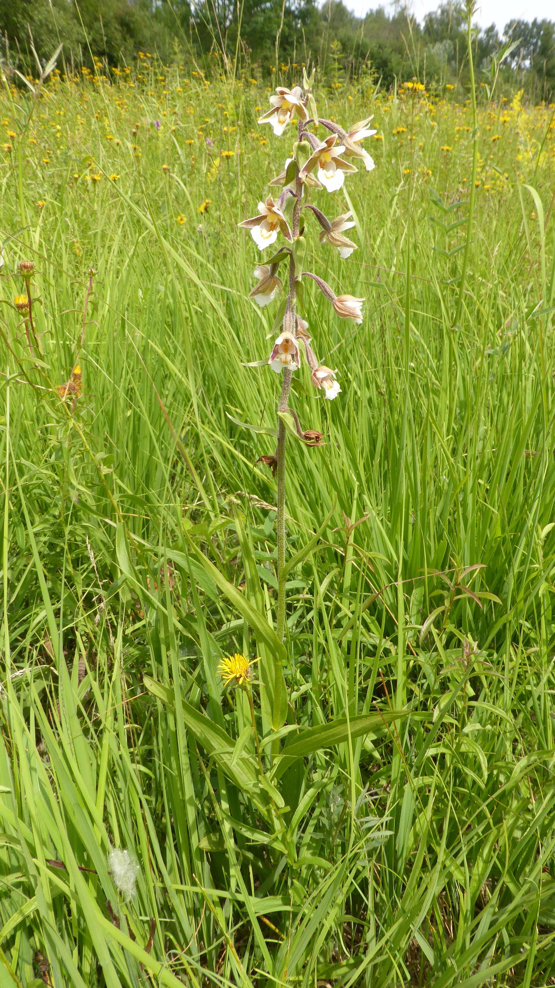 Imagem de Epipactis palustris (L.) Crantz