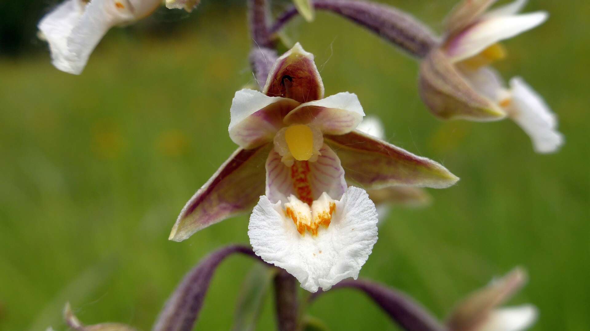 Imagem de Epipactis palustris (L.) Crantz