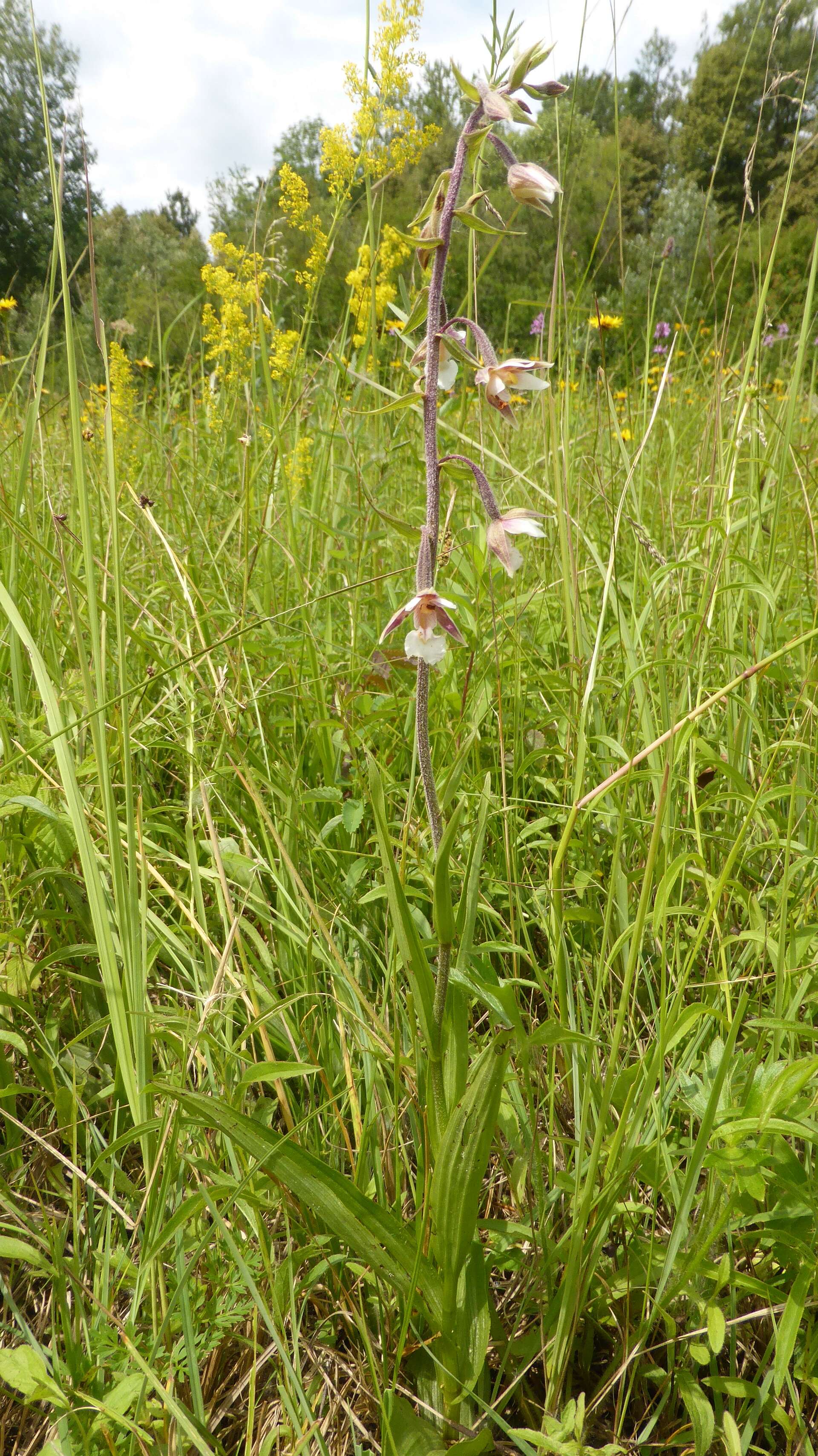 Imagem de Epipactis palustris (L.) Crantz