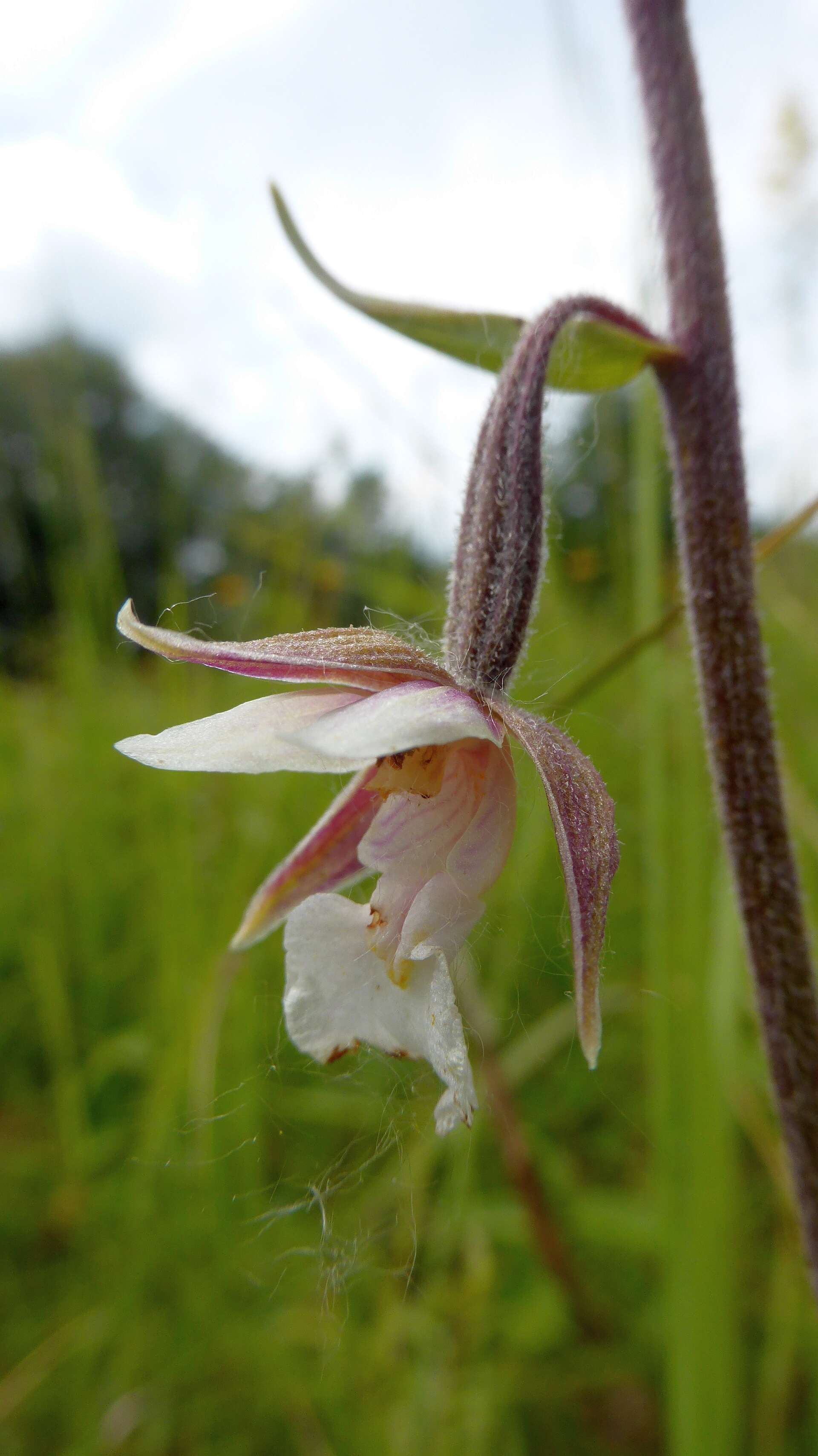 Imagem de Epipactis palustris (L.) Crantz