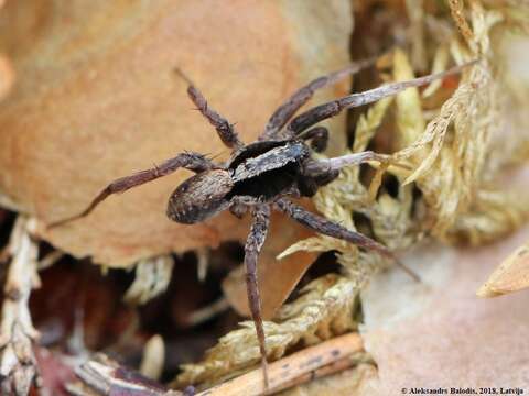 Image of Burnt wolf spider