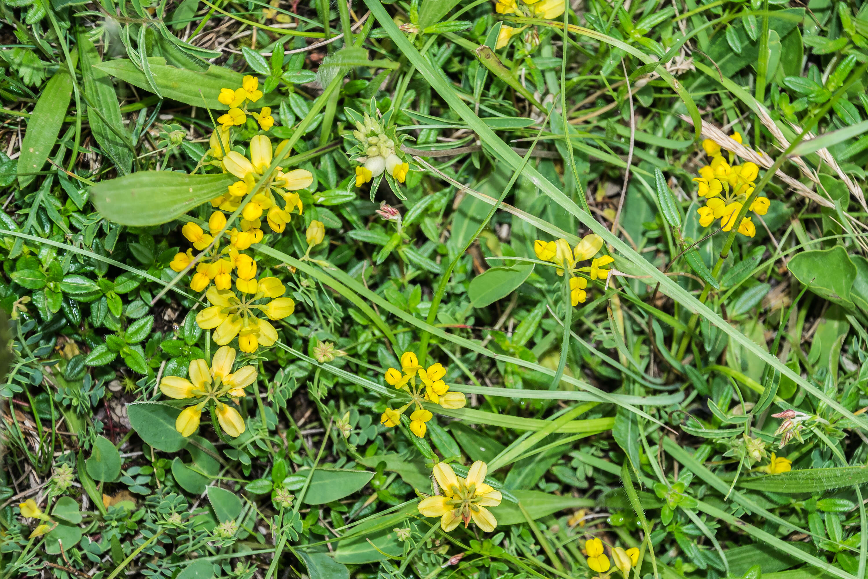 Plancia ëd Coronilla minima L.