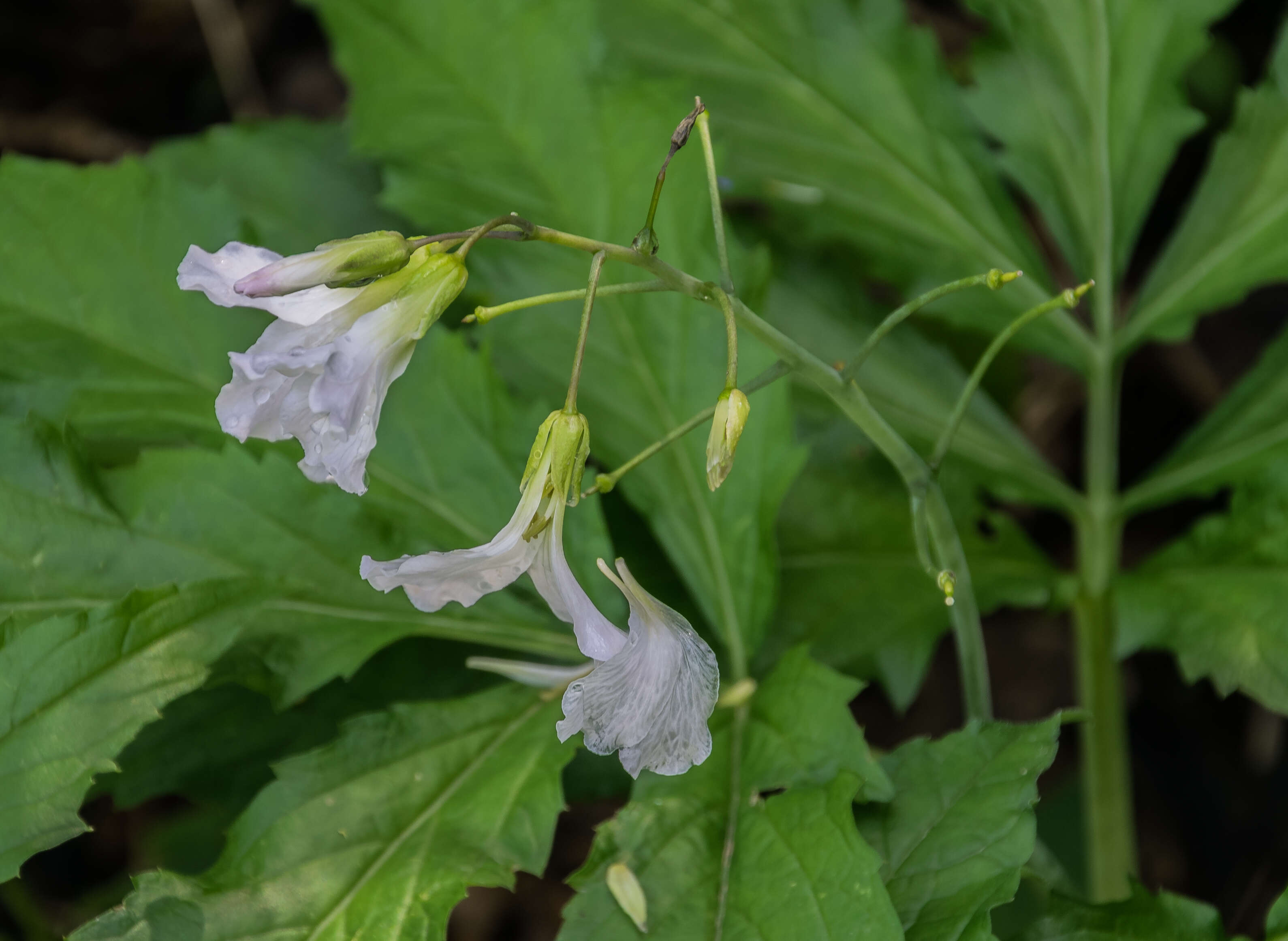 Image of Pinnate Coralroot