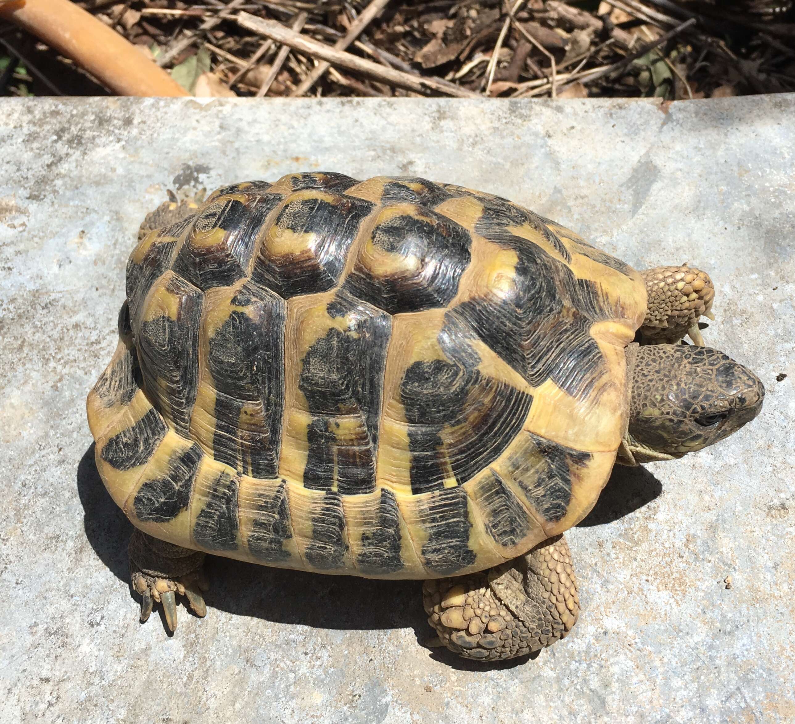 Image of Hermann's Tortoise