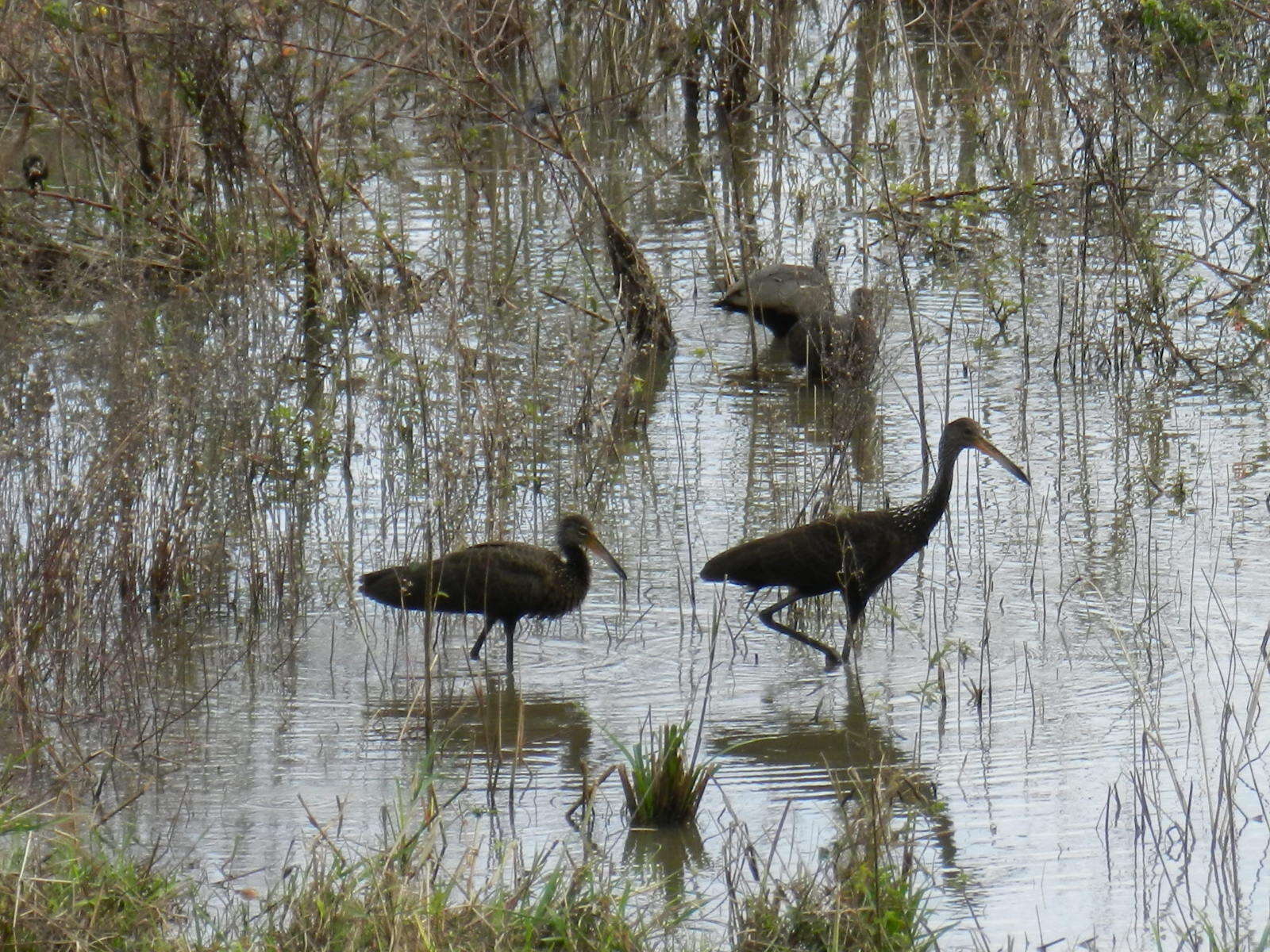 Image of limpkins