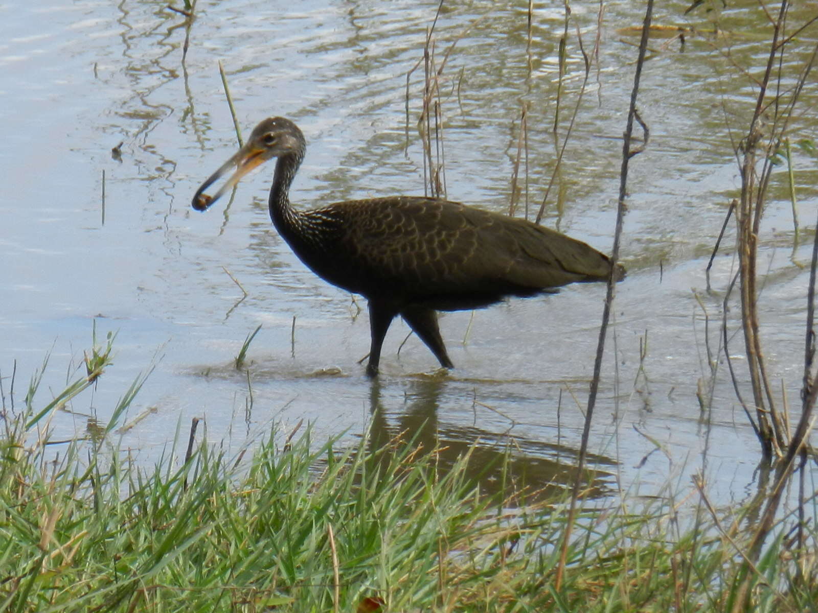 Image of limpkins