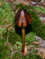 Image of Entoloma luteum Peck 1902